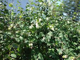 معرفی و راهنمای پرورش گیاهان زینتی - مروارید سفید